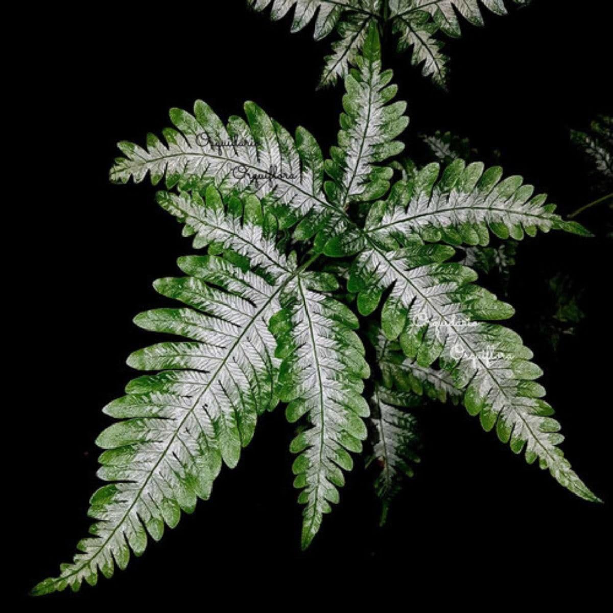 2 Mudas Samambaia Prateada (Pteris argyraea) - Pote 11 - Imagem 4