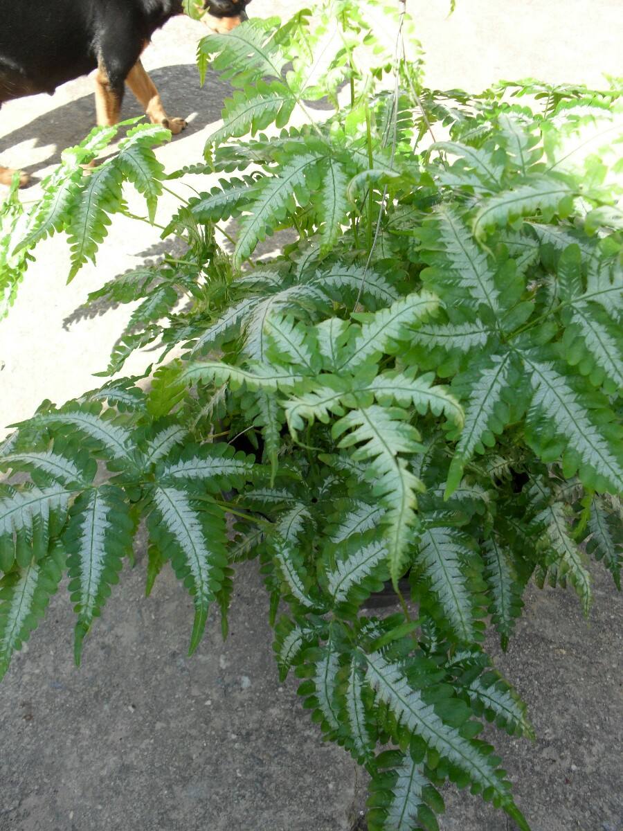 2 Mudas Samambaia Prateada (Pteris argyraea) - Pote 11 - Imagem 5