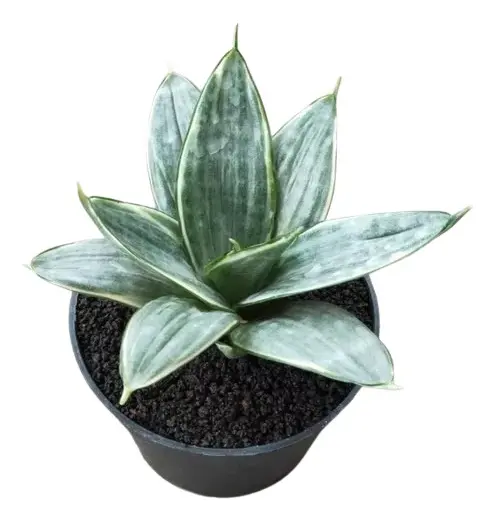 Kit Duo Sansevieria: Mini Espada Silver Frost + Silver Hahnii - Imagem 5