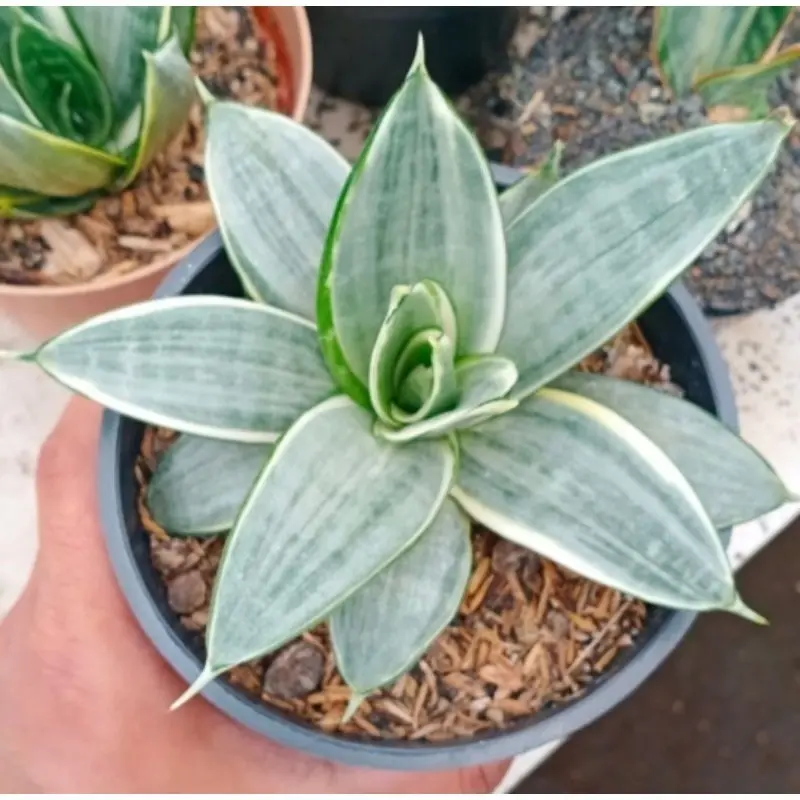 Kit Duo Sansevieria: Mini Espada Silver Frost + Silver Hahnii - Imagem 6