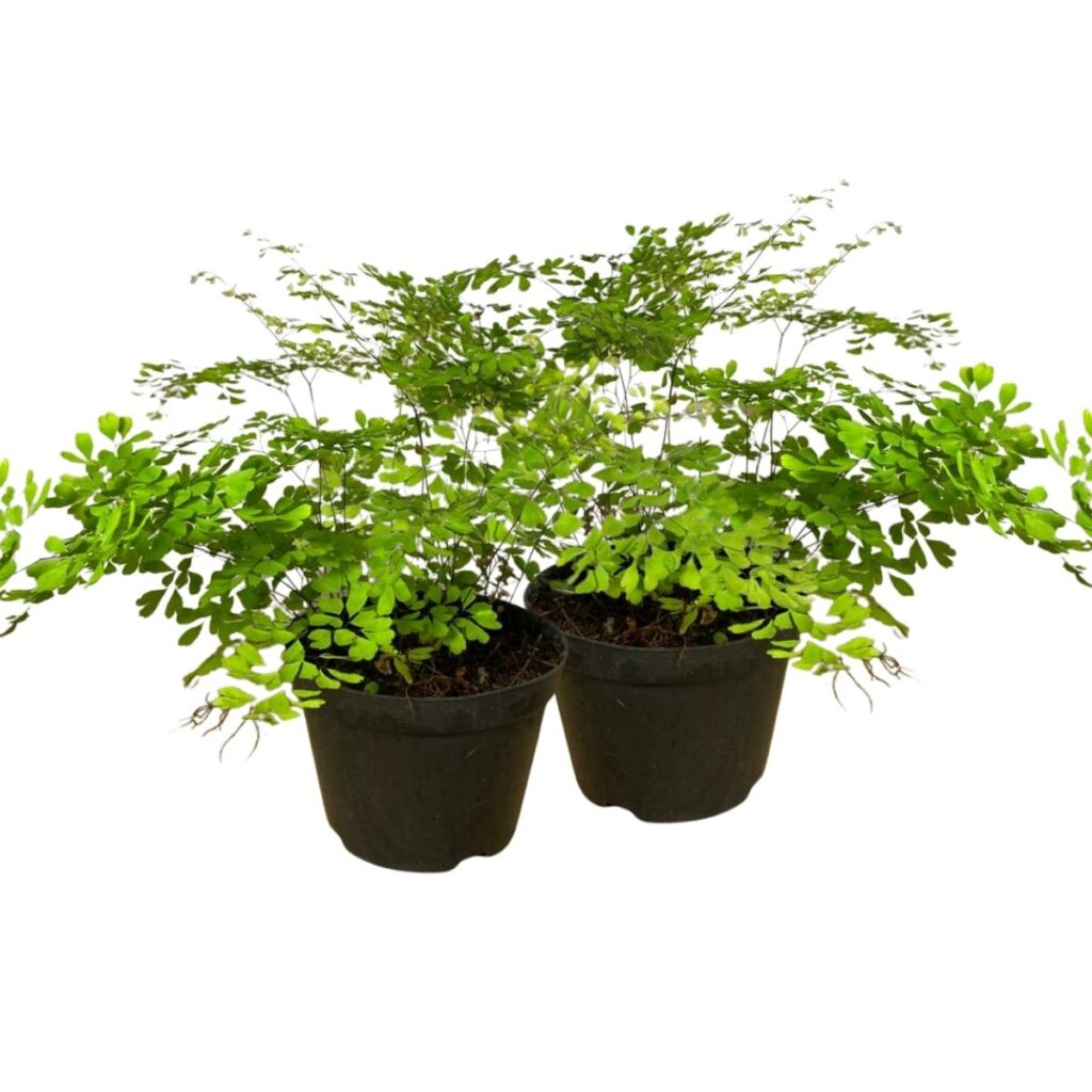2 Mudas Avenca (Adiantum) - Pote 11 - Elegância Delicada