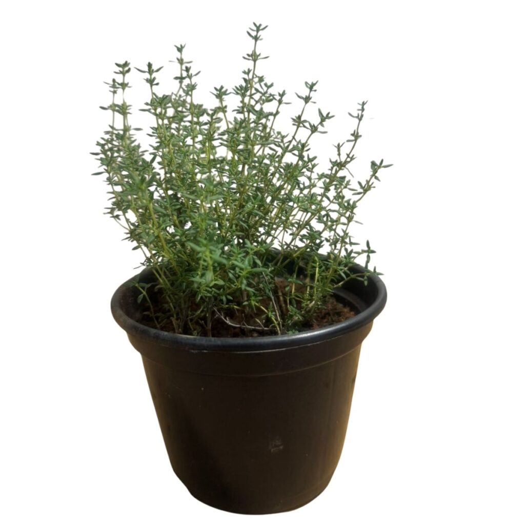 Tomilho (Thymus vulgaris) Pote 14 - Temperos Frescos