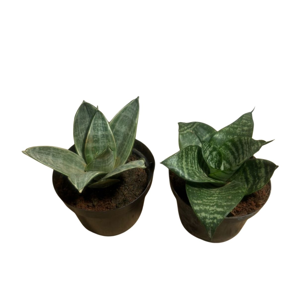 Kit Duo Sansevieria: Mini Espada Silver Frost + Silver Hahnii - Imagem 7