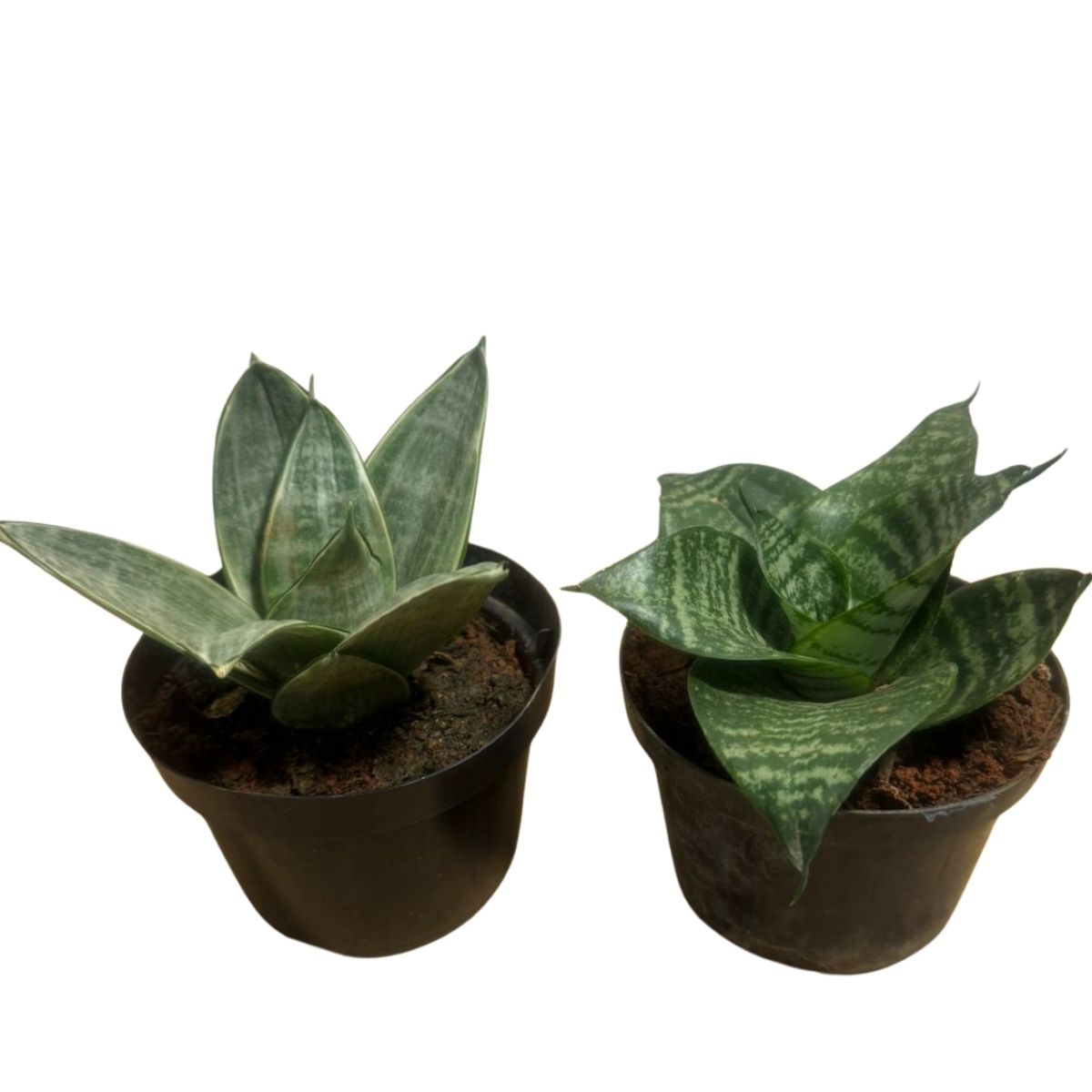 Kit Duo Sansevieria: Mini Espada Silver Frost + Silver Hahnii - Imagem 8