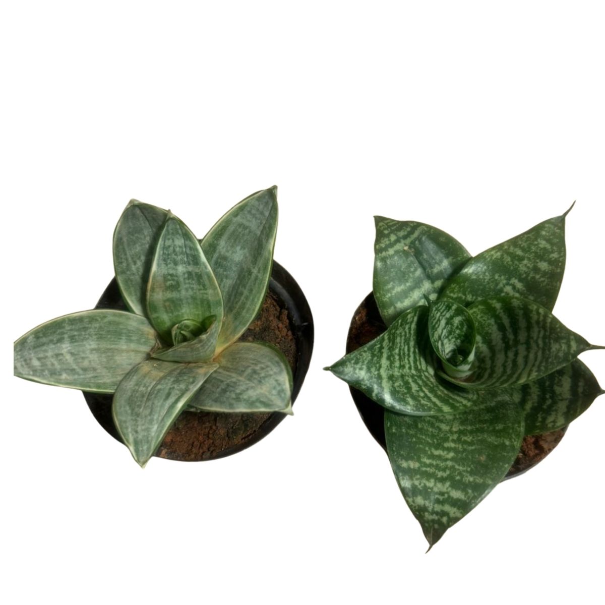 Kit Duo Sansevieria: Mini Espada Silver Frost + Silver Hahnii - Imagem 9