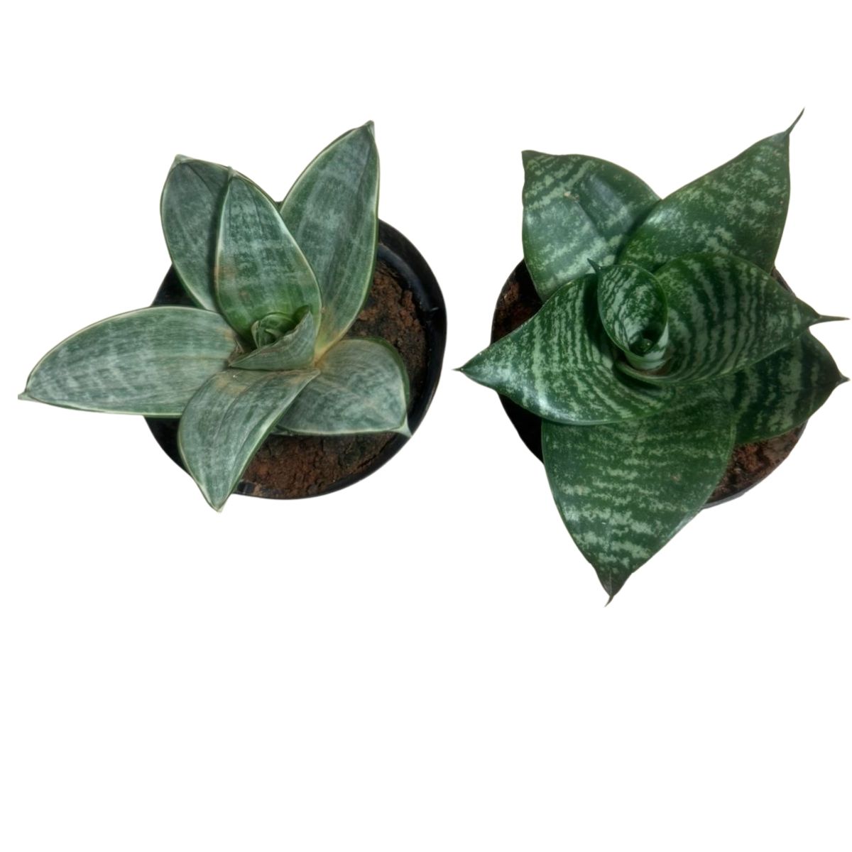 Kit Duo Sansevieria: Mini Espada Silver Frost + Silver Hahnii - Imagem 10
