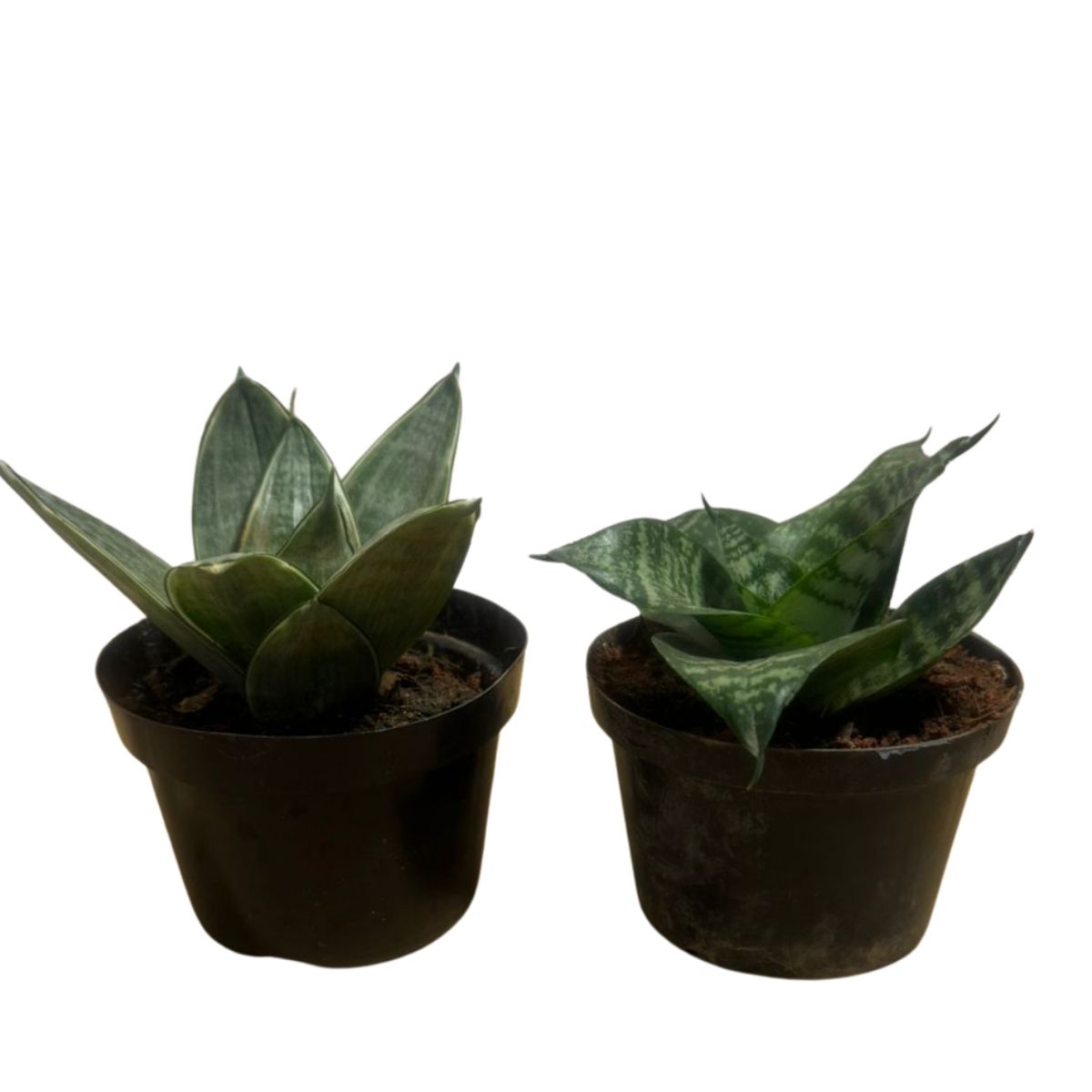Kit Duo Sansevieria: Mini Espada Silver Frost + Silver Hahnii - Imagem 11