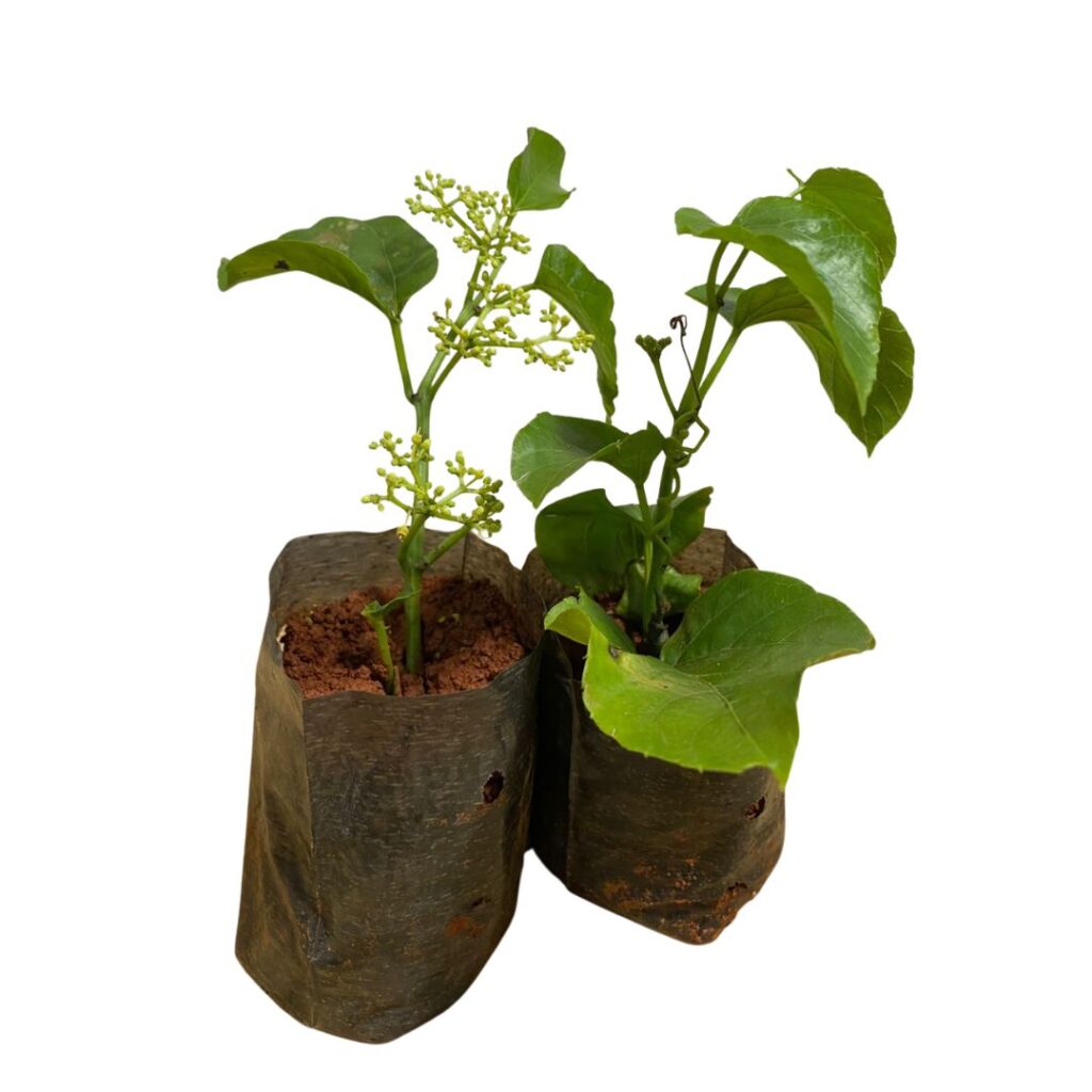 Planta Anil Trepador (insulina Vegetal) Saquinho