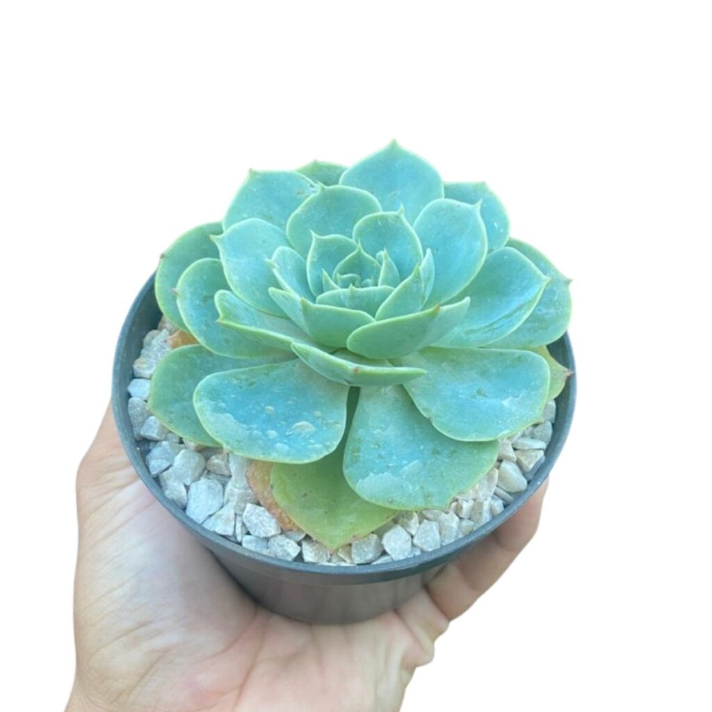 Suculenta Echeveria Glauca Pote 11 - Roseta Perfeita