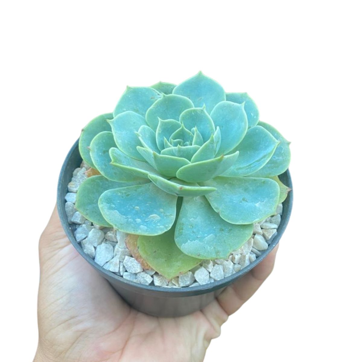 Suculenta Echeveria Glauca Pote 11 - Roseta Perfeita