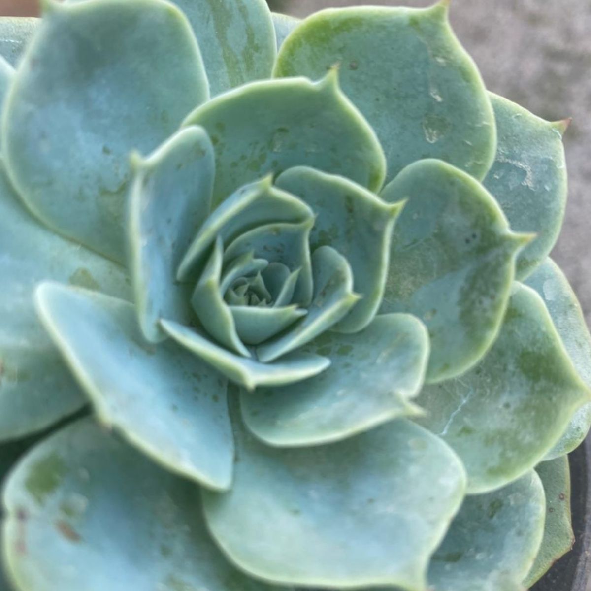 Suculenta Echeveria Glauca Pote 11 - Roseta Perfeita - Imagem 2