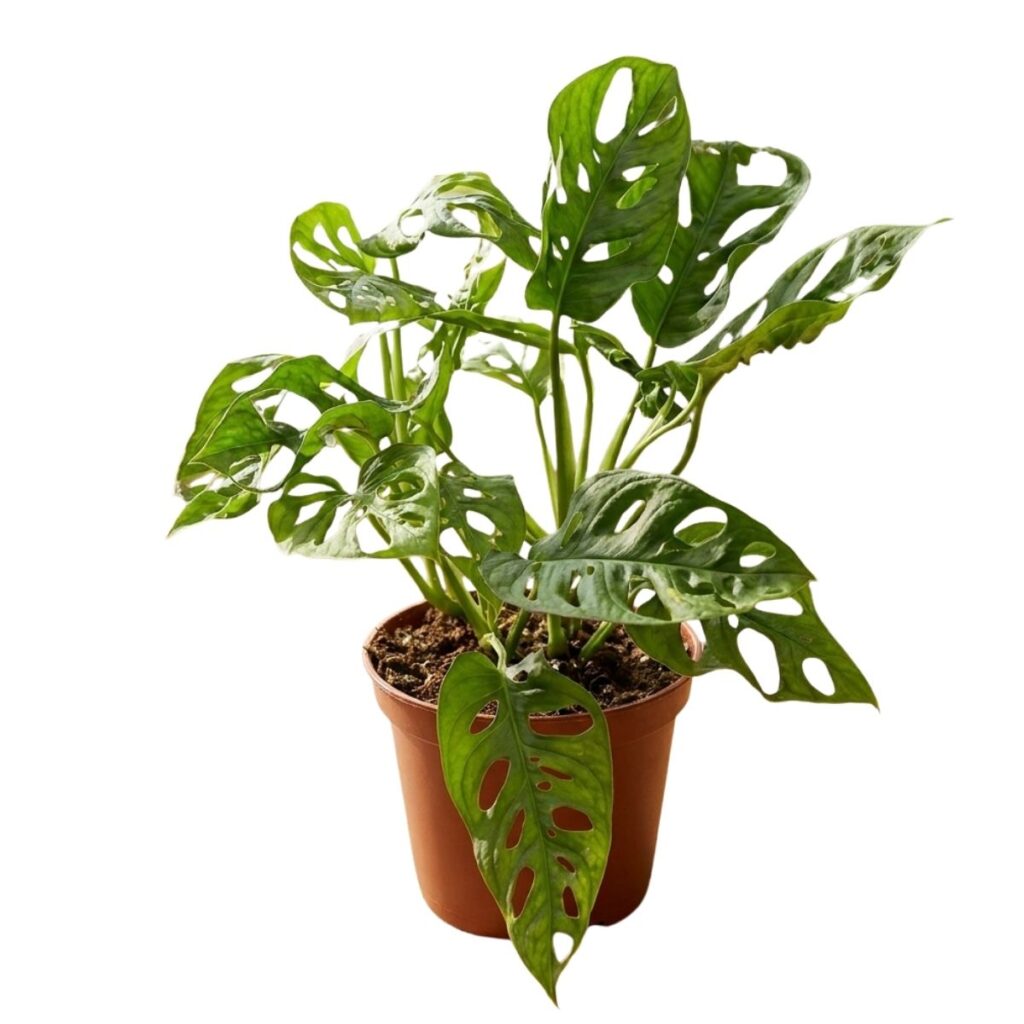 Mini Costela de Adão (Monstera adansonii) - Pote 15