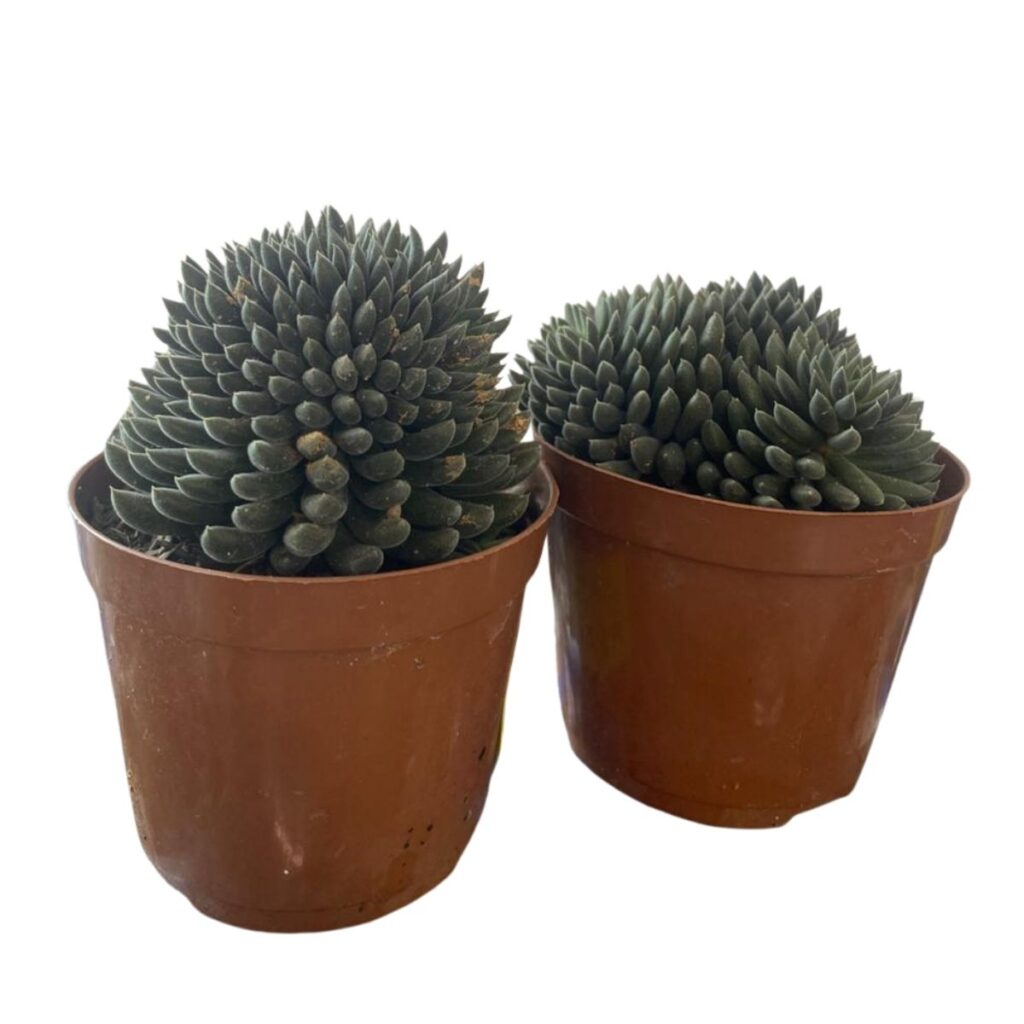Suculenta Ouriço (Sinocrassula yunnanensis) - Pote 9
