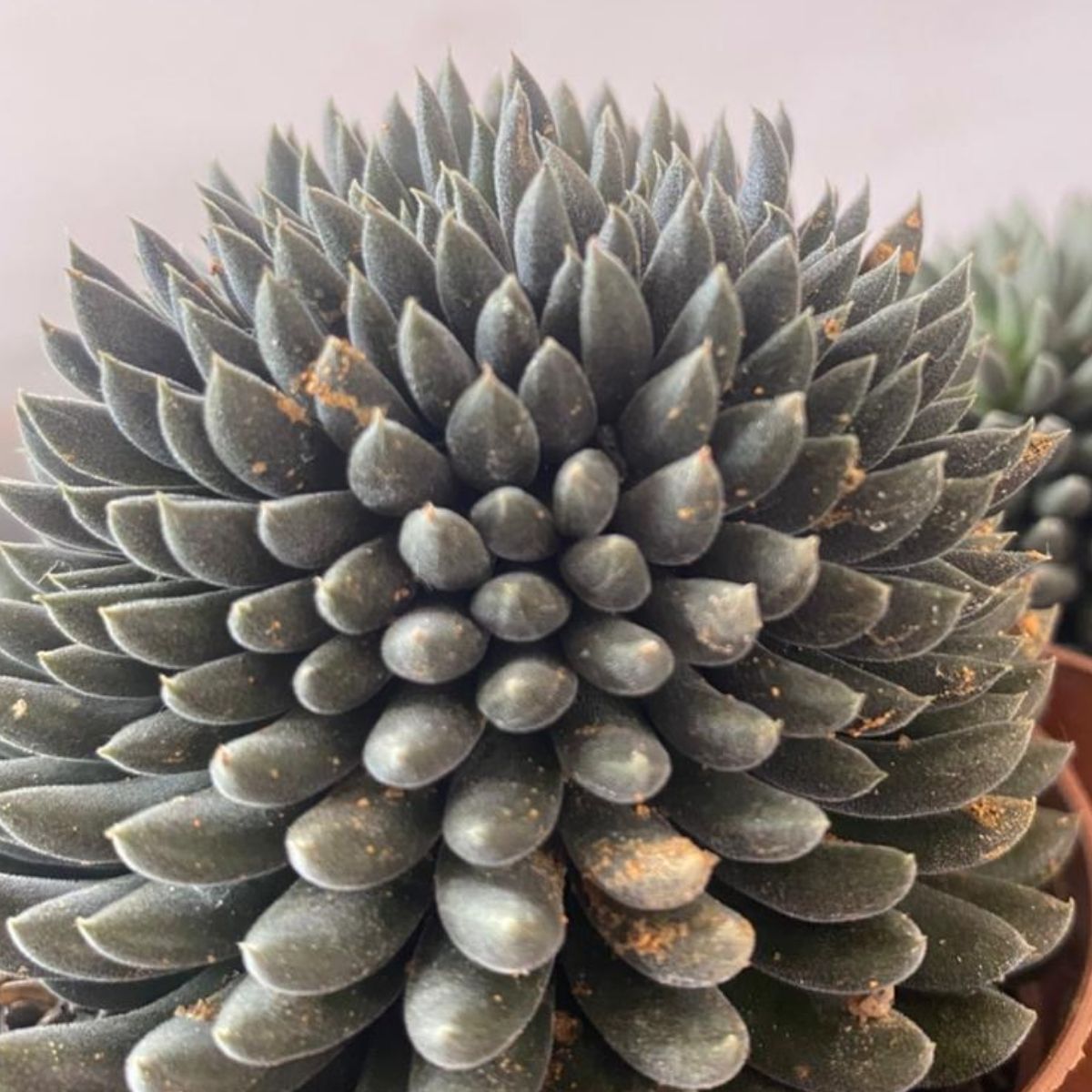 2 Mudas Suculenta Ouriço (Sinocrassula yunnanensis) - Pote 9 - Imagem 6