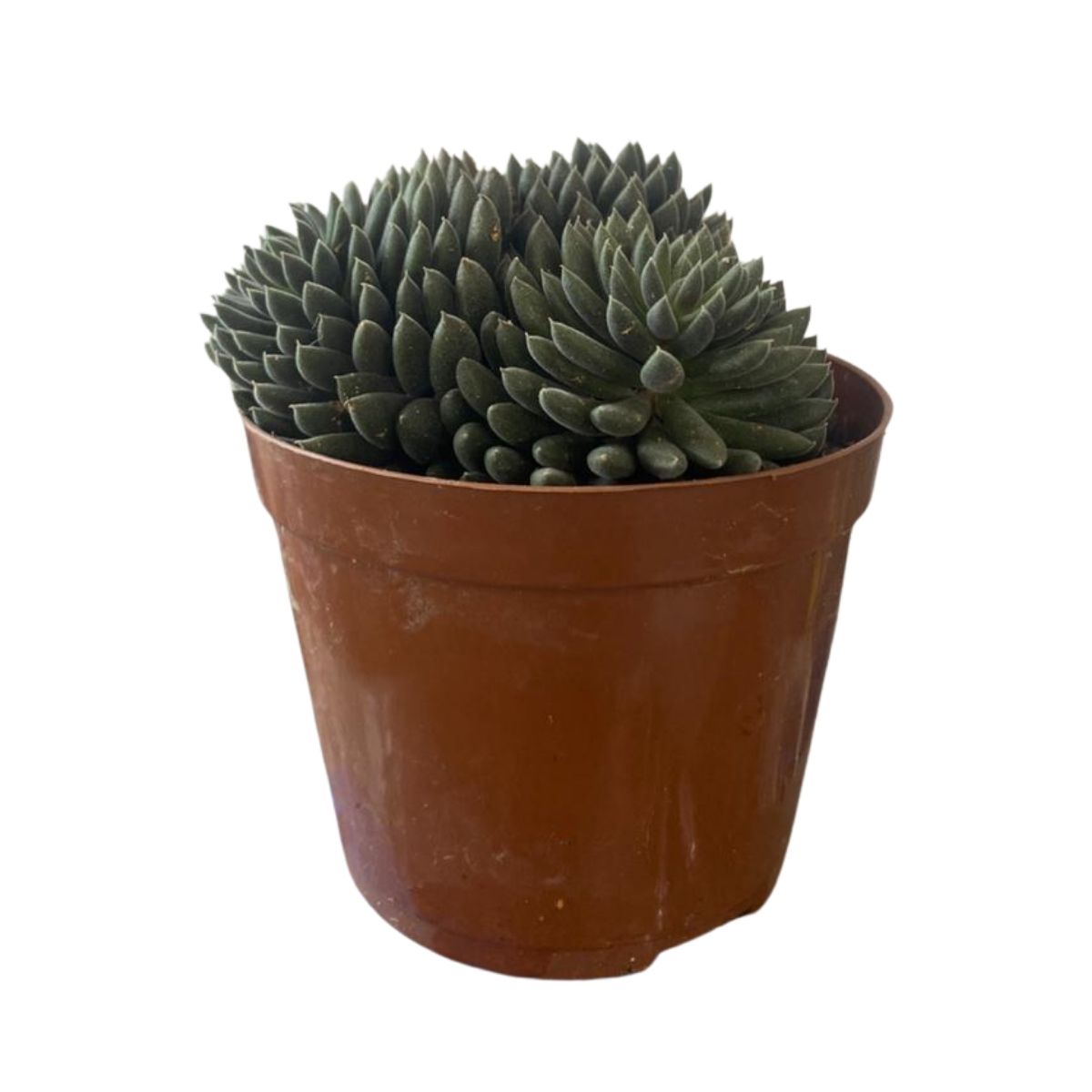 2 Mudas Suculenta Ouriço (Sinocrassula yunnanensis) - Pote 9 - Imagem 5