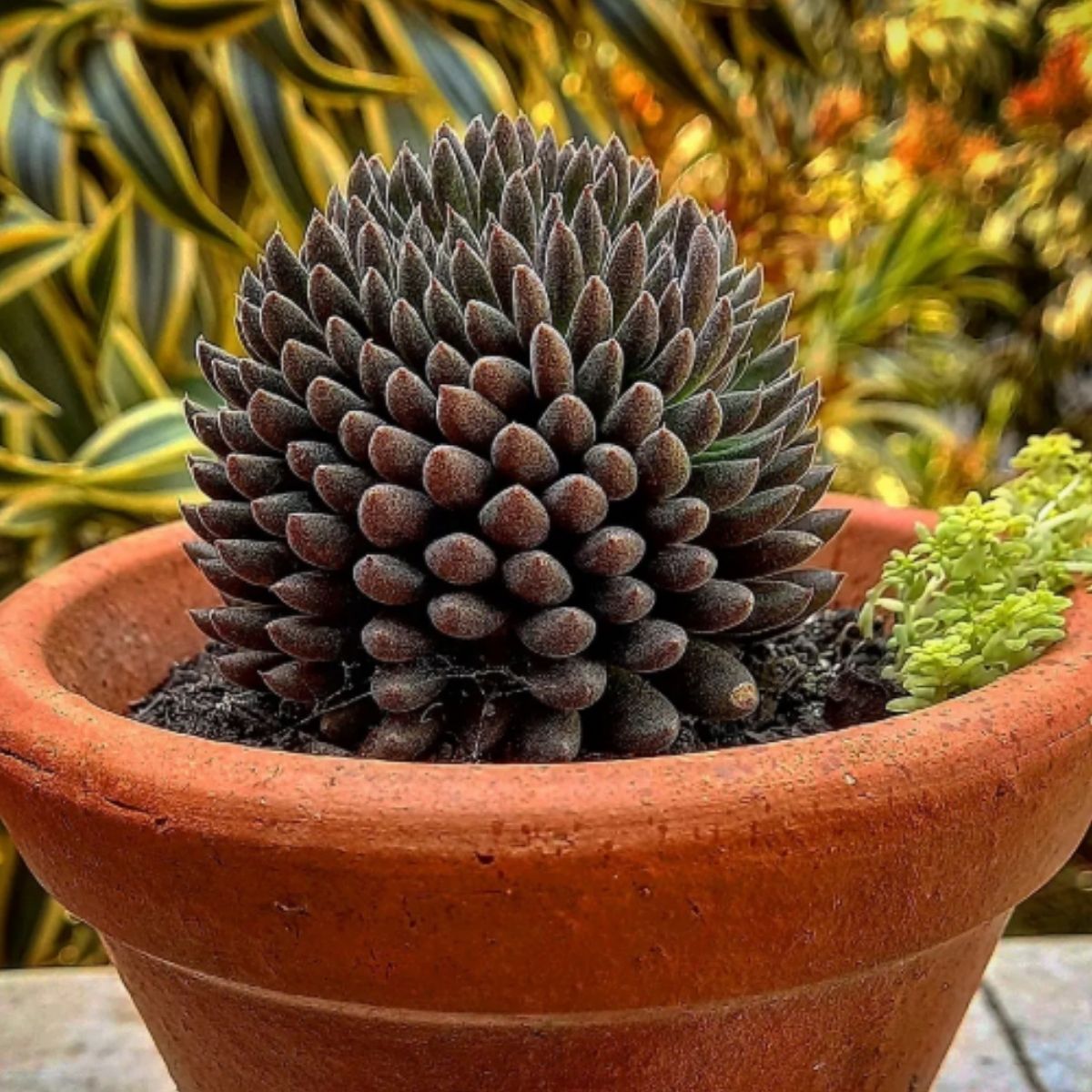 2 Mudas Suculenta Ouriço (Sinocrassula yunnanensis) - Pote 9 - Imagem 4