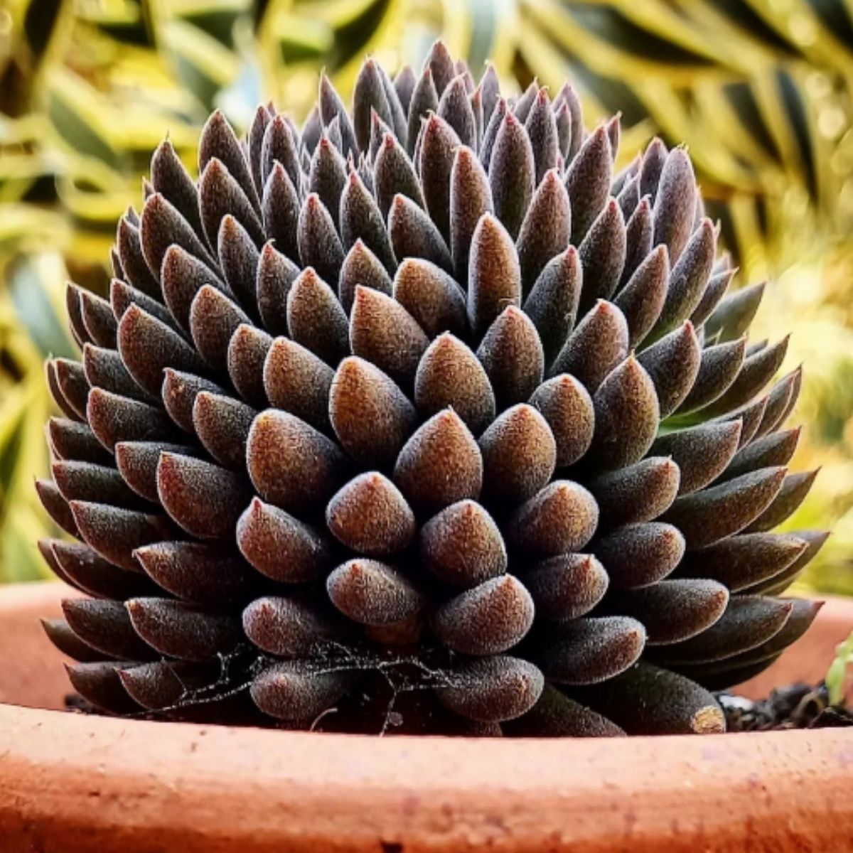 2 Mudas Suculenta Ouriço (Sinocrassula yunnanensis) - Pote 9 - Imagem 3