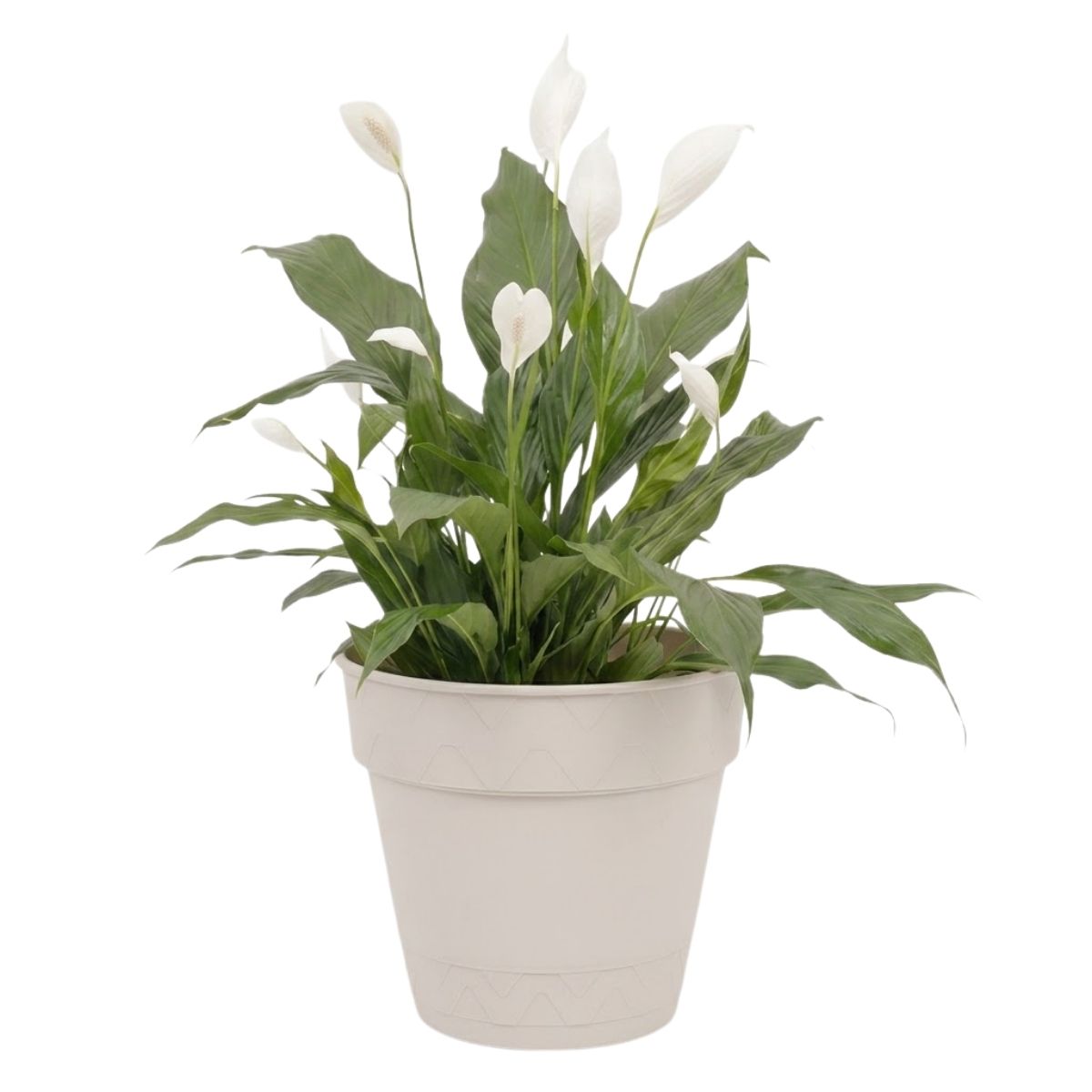 Kit Decoração Lírio da Paz + Vaso Branco Auto Irrigável — foto 4
