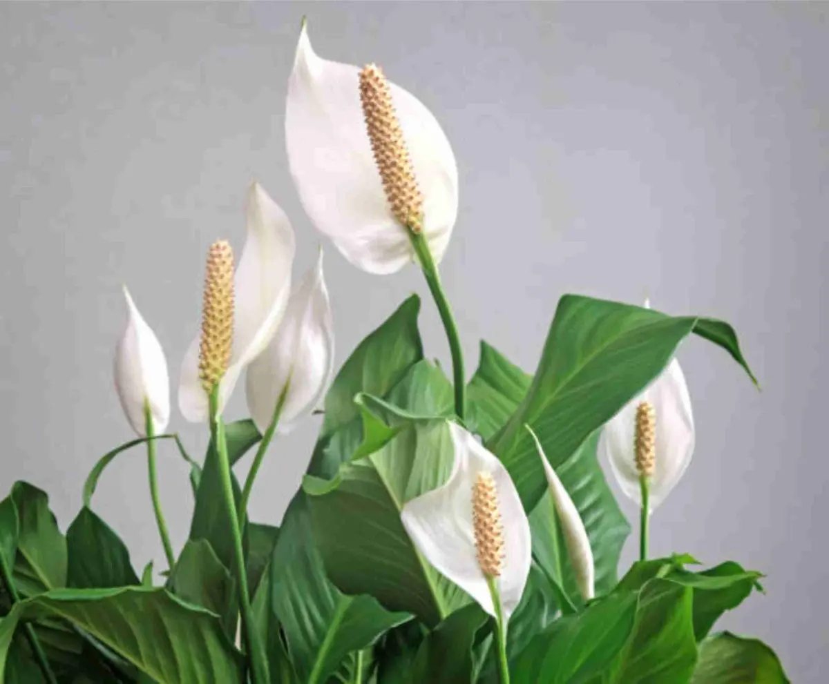 Lirio da Paz - Spathiphyllum Pico Cupido PT09 - Imagem 4