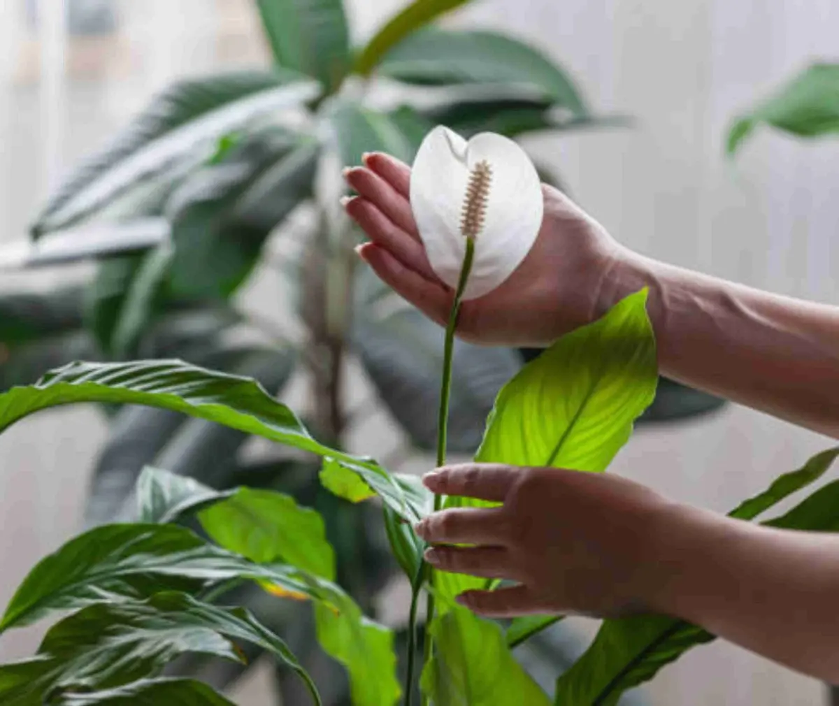 Lirio da Paz - Spathiphyllum Pico Cupido PT09 - Imagem 3
