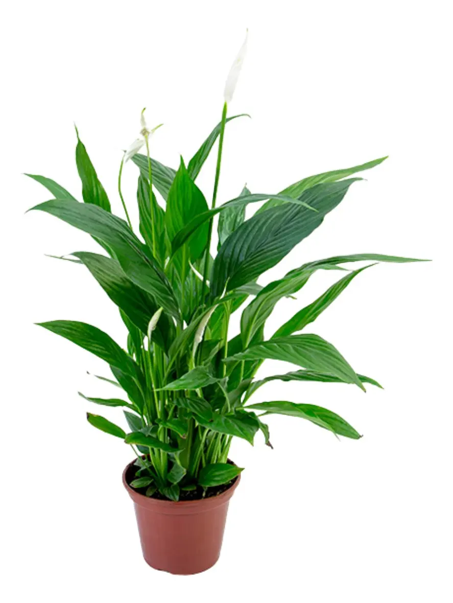 Lirio da Paz - Spathiphyllum Pico Cupido PT09 - Imagem 5