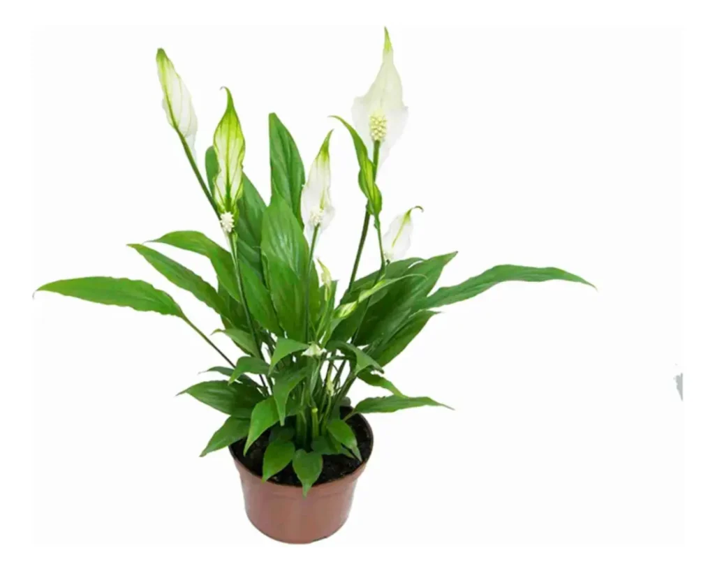 Lirio da Paz - Spathiphyllum Pico Cupido  PT09