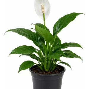 Lirio da Paz - Spathiphyllum Pico Cupido PT17