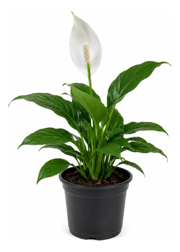 Lirio da Paz - Spathiphyllum Pico Cupido  PT17
