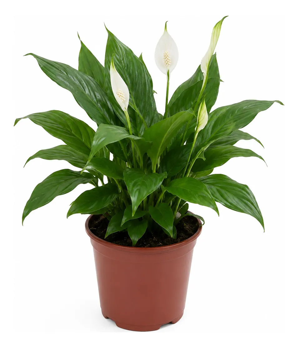Lirio da Paz - Spathiphyllum Pico Cupido PT17 - Imagem 2