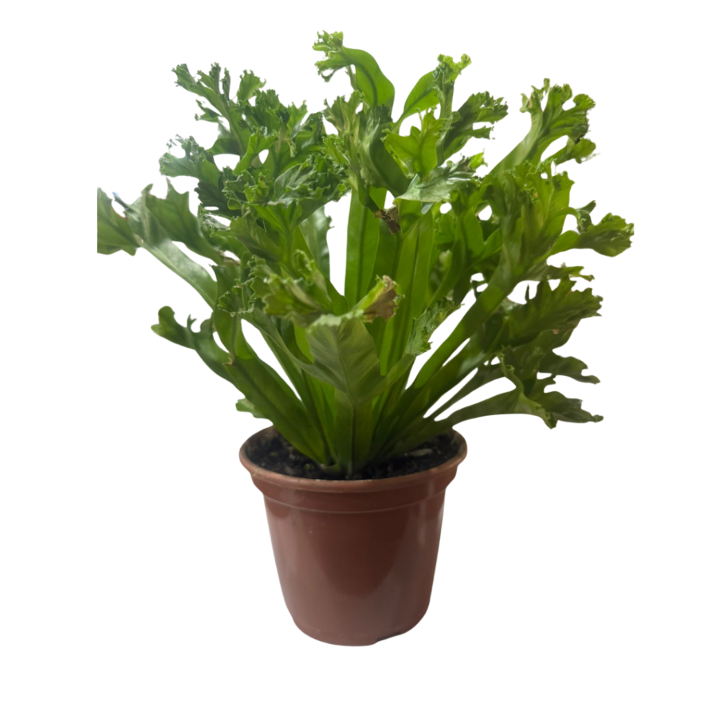 Asplênio Leslie - Asplenium nidus 'Leslie' - Pote 14