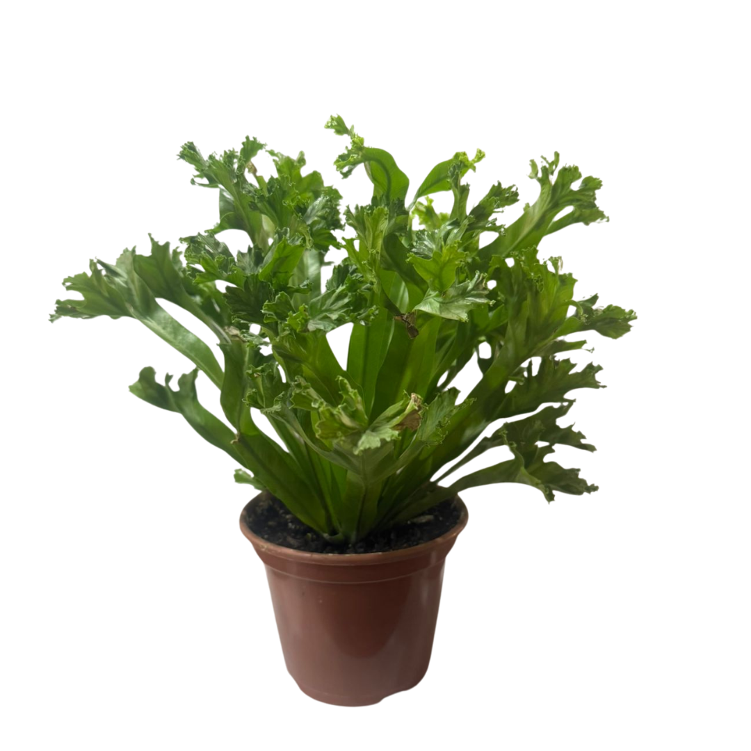 Asplênio Leslie - Asplenium nidus 'Leslie' - Pote 14 - Imagem 3