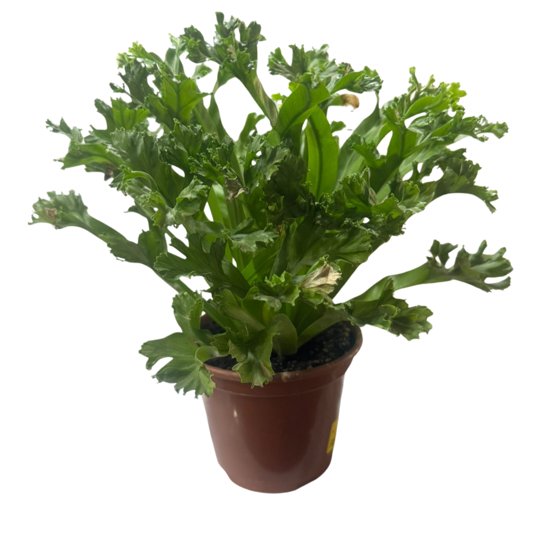 Asplênio Leslie - Asplenium nidus 'Leslie' - Pote 14 - Imagem 4