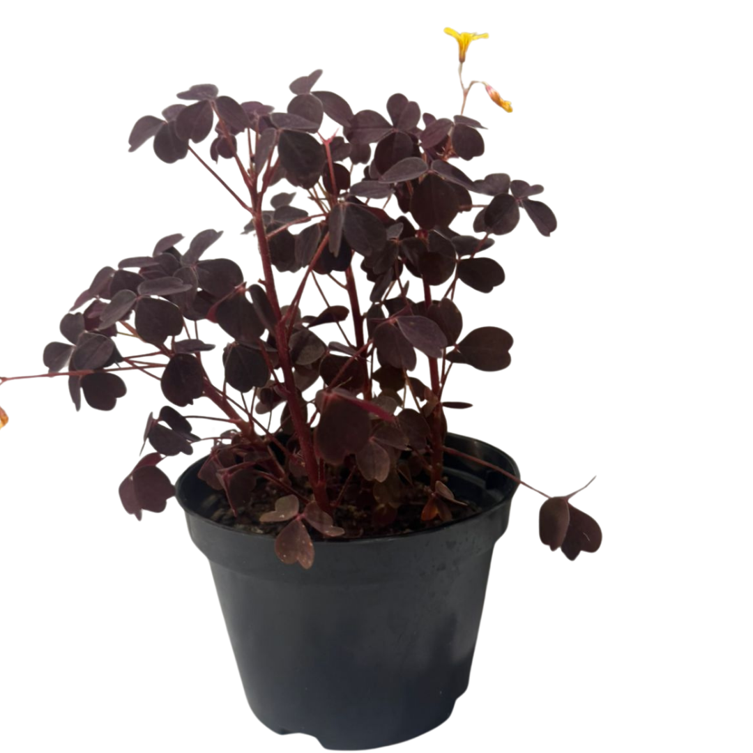 Avenca Roxa Mini Trevo Roxo Oxalis triangularis P11 — foto 5