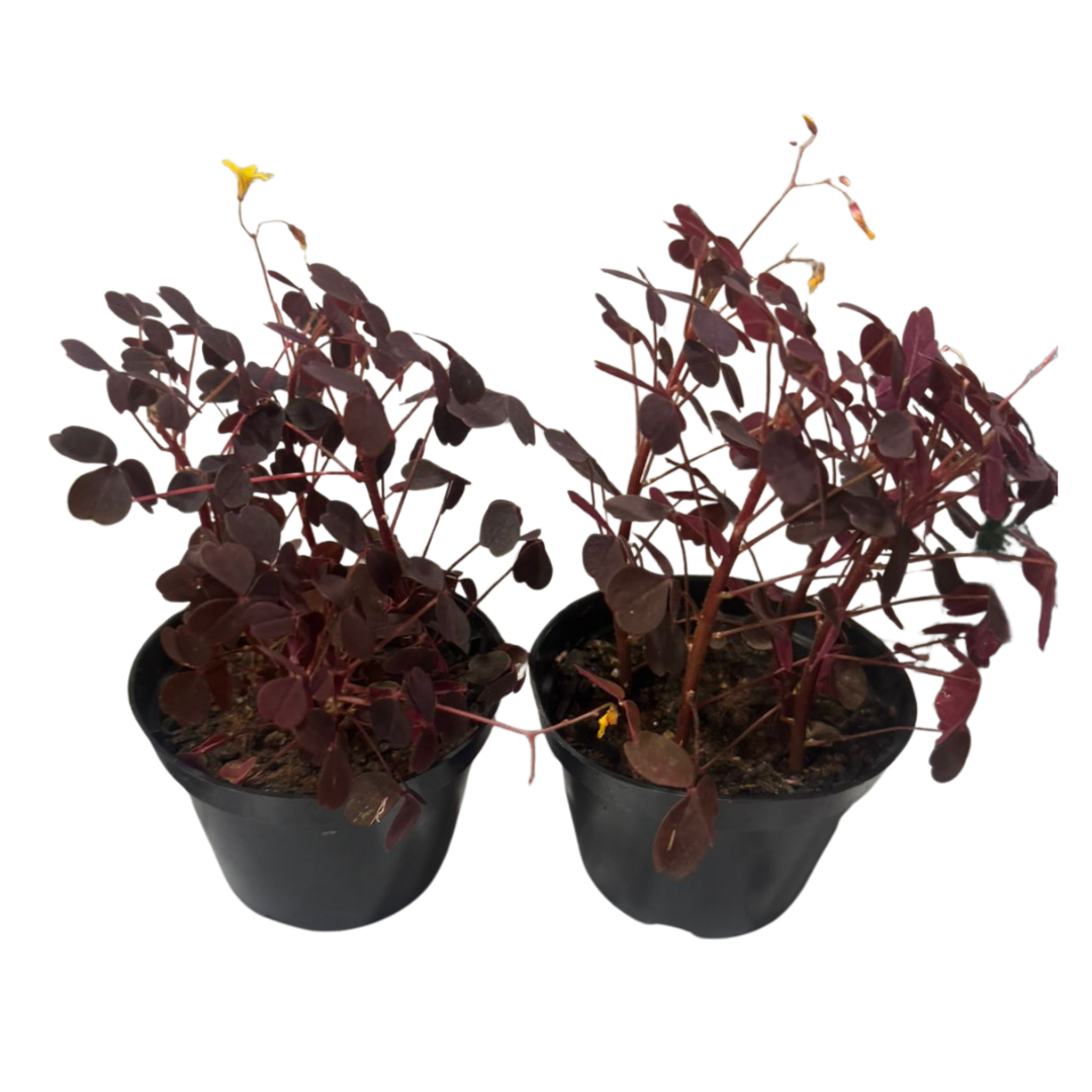 Avenca Roxa Mini Trevo Roxo Oxalis triangularis P11 — foto 3