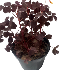 Avenca Roxa - Mini Trevo Roxo Oxalis triangularis midget P11