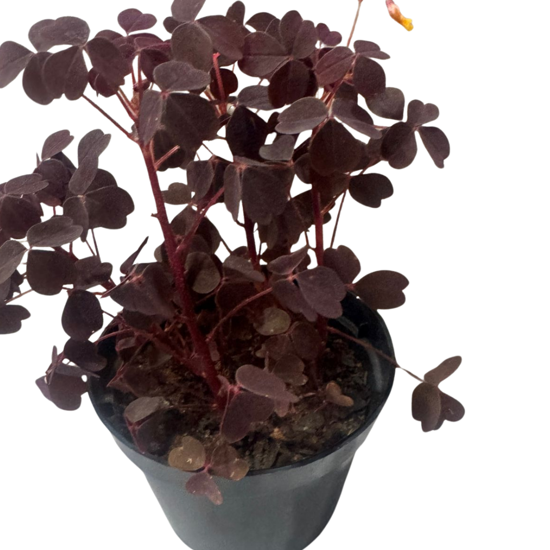 Avenca Roxa Mini Trevo Roxo Oxalis triangularis P11 — foto 4