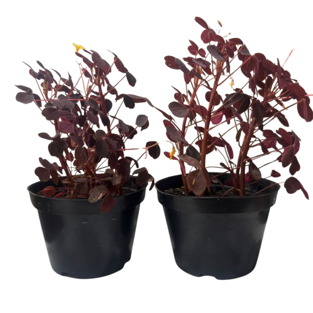 Avenca Roxa Mini Trevo Roxo Oxalis triangularis P11