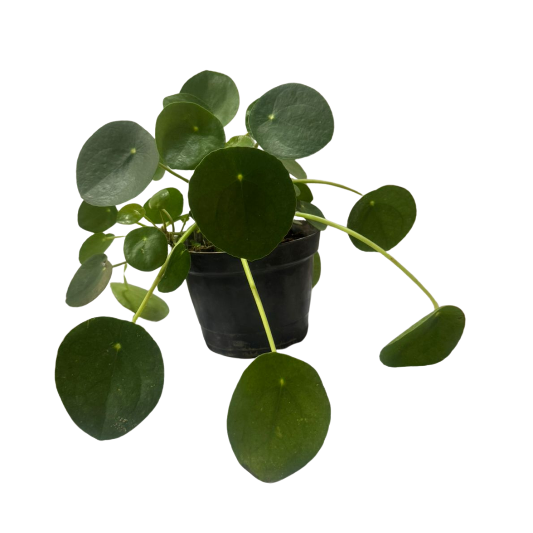 Planta Do Dinheiro Chinesa Flor Pilea Peperomioides Pote 14 — foto 3