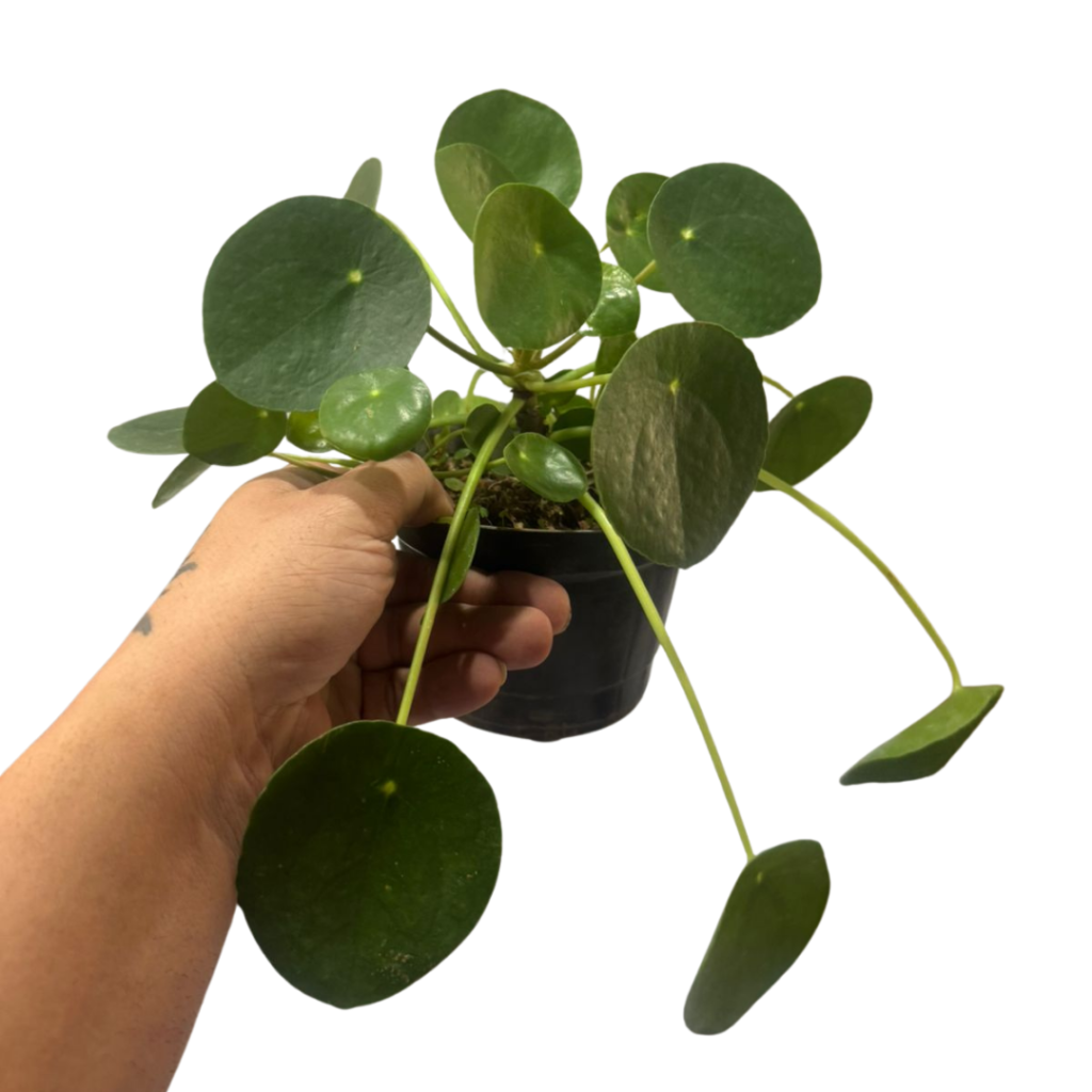 Planta Do Dinheiro Chinesa Flor Pilea Peperomioides Pote 14