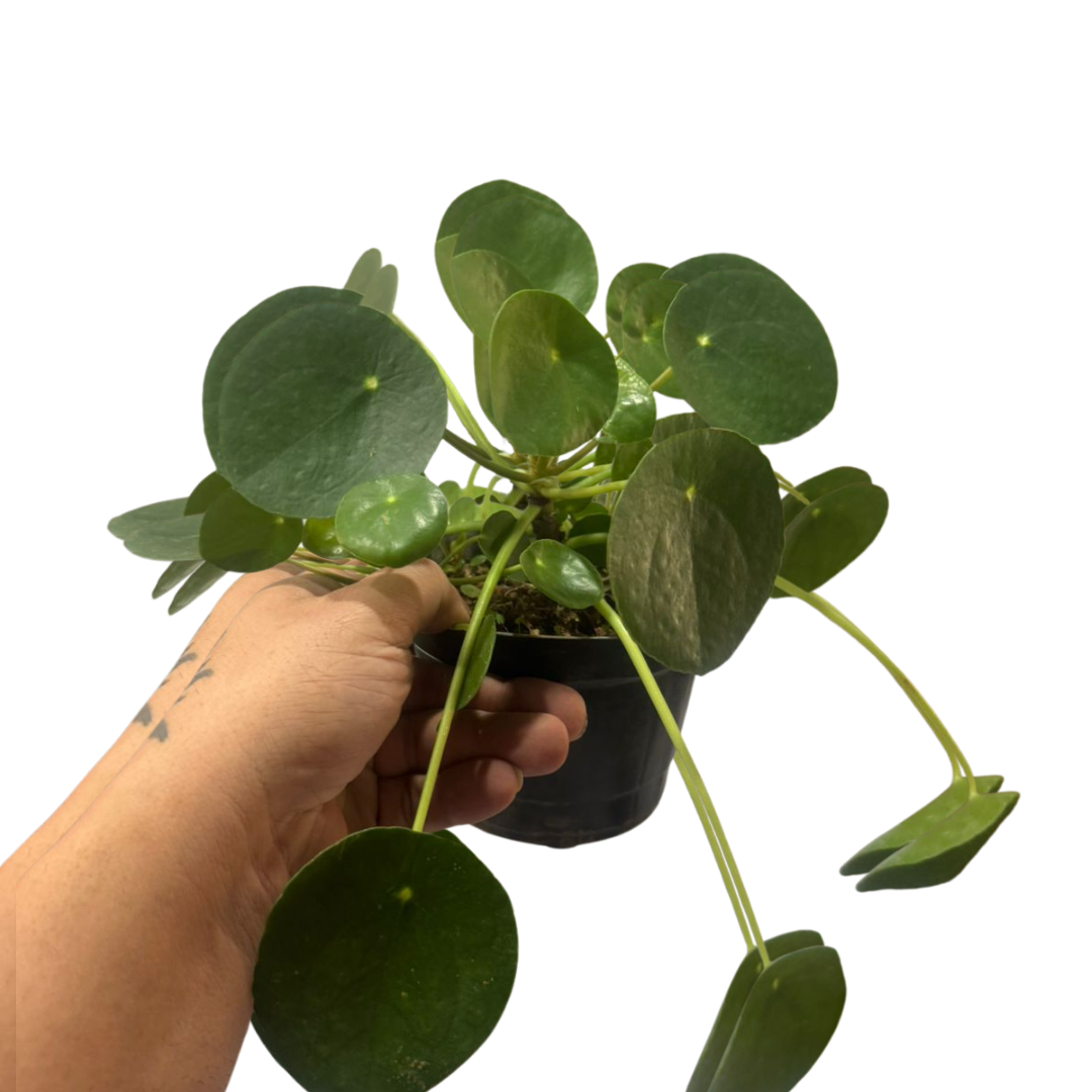 Planta Do Dinheiro Chinesa Flor Pilea Peperomioides Pote 14 — foto 4