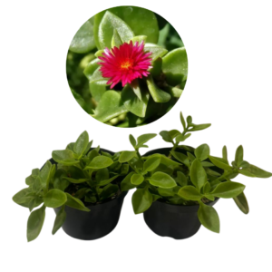 Rosinha Do Sol Aptenia Cordifolia Verde Pote 11