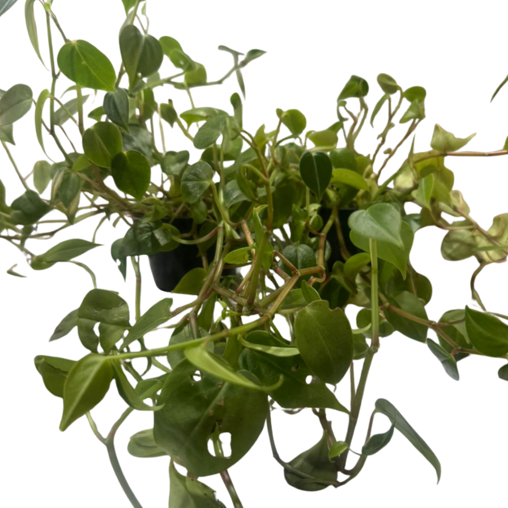 Peperomia rotundifolia (ou Peperomia serpens) Pote 11
