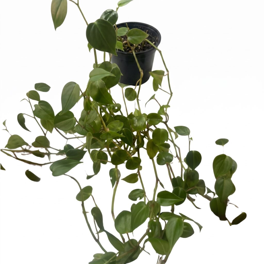 Peperomia rotundifolia (ou Peperomia serpens) Pote 11