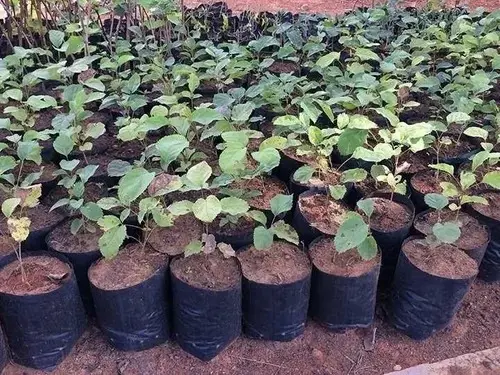 Saquinhos Para Mudas Saco para Germinação 10x10cm - 1kg — foto 6