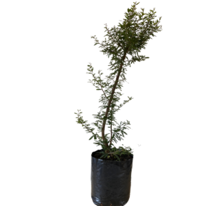 Caliandra Branca – Muda de Arbusto Ornamental Anão