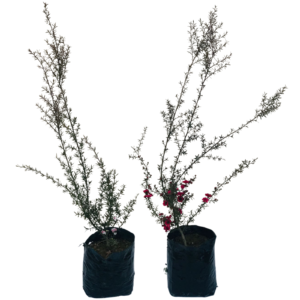 Erika Japonesa Leptospermum Scoparium no Saquinho
