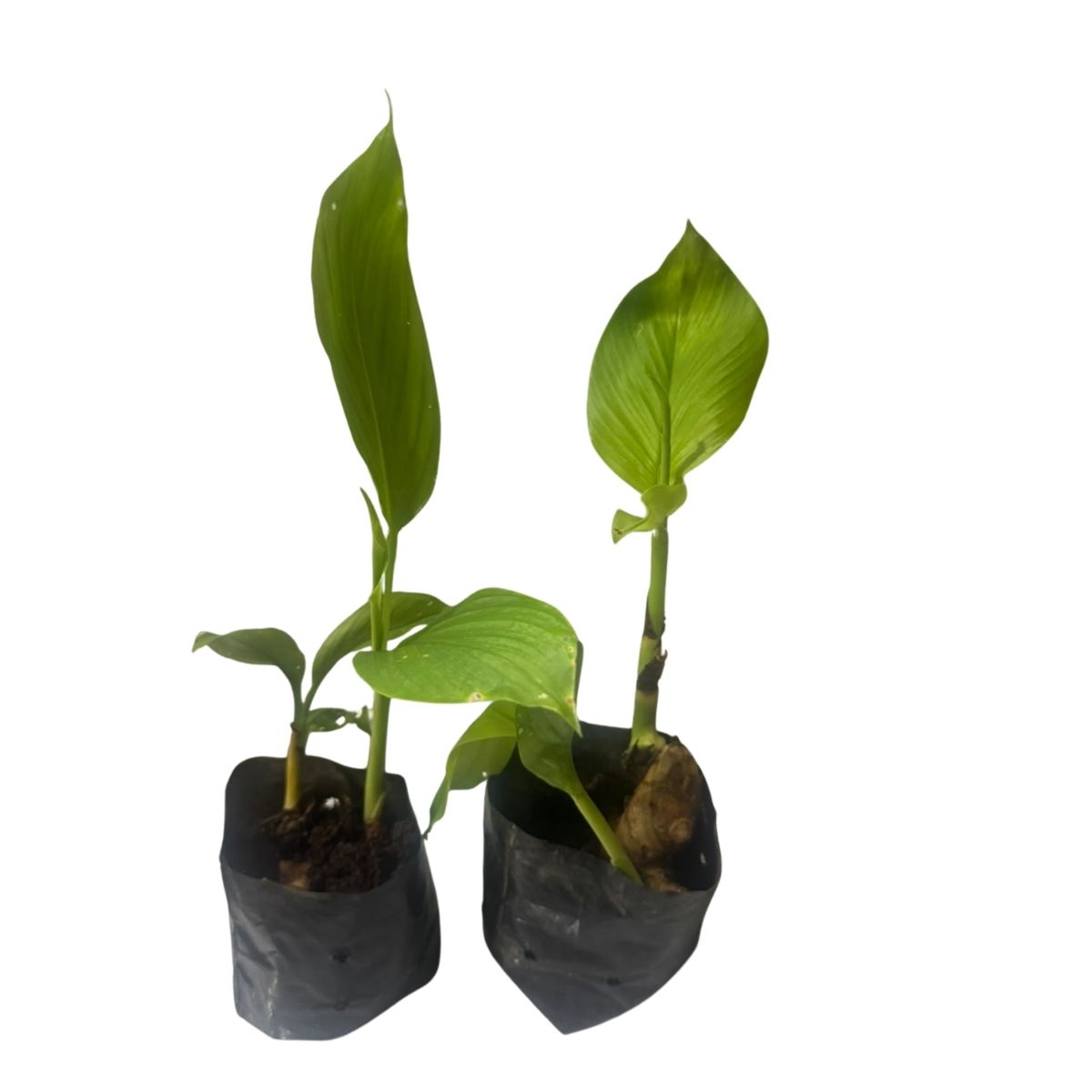 2 Mudas de Açafrão-da-Terra Curcuma longa No Saquinho - Imagem 6