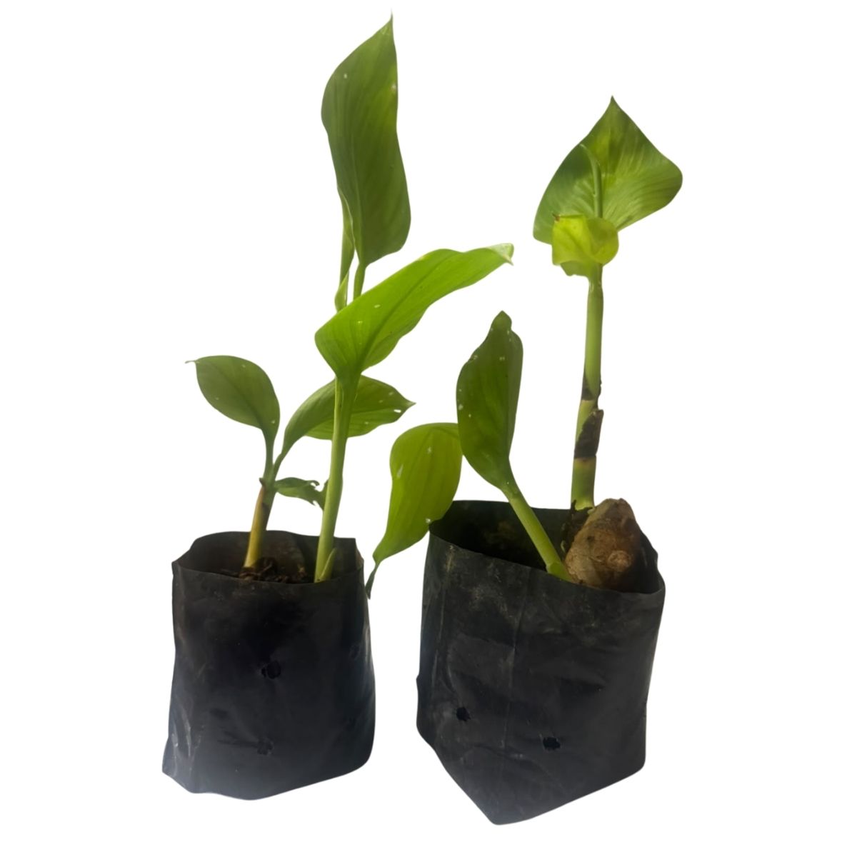 2 Mudas de Açafrão-da-Terra Curcuma longa No Saquinho