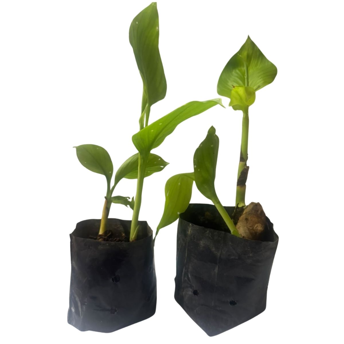 2 Mudas de Açafrão-da-Terra Curcuma longa No Saquinho - Imagem 7