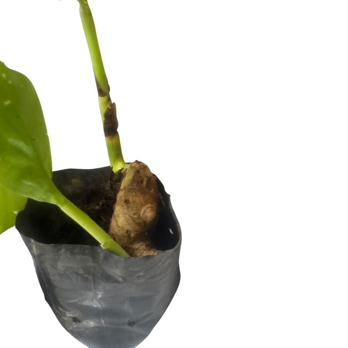 2 Mudas de Açafrão-da-Terra Curcuma longa No Saquinho - Imagem 8